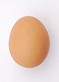 egg