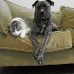 cat & dog